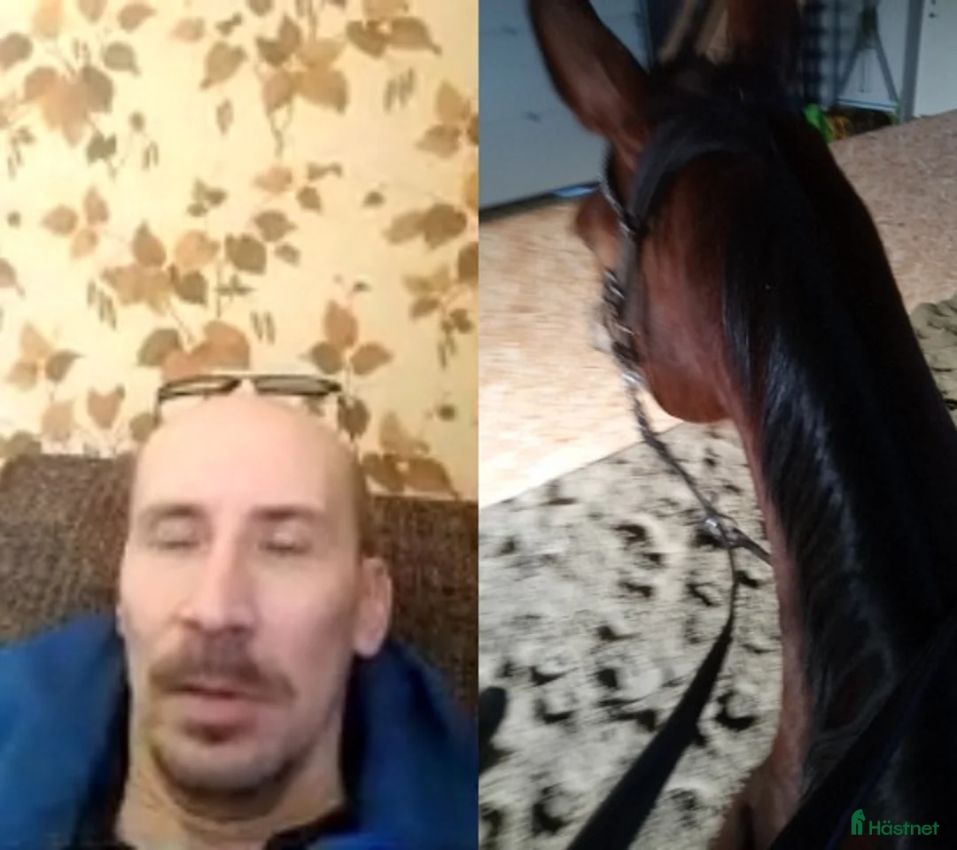 Galopp hästar sökes: Söker sto :halvblod eller fullblod projekt  - Annons 7