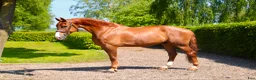 Allround hästar till salu: Valack 9 år Tävlad 135 cm - Annons 1