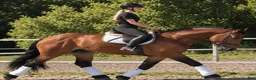 Allround hästar till salu: Dream Beauty - perfect Mother and Daughter horse - Annons 17