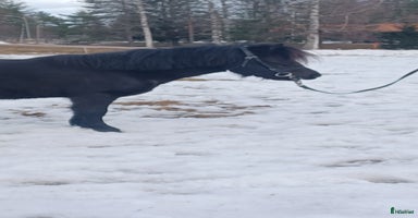  hästar i Mora - Annons 2