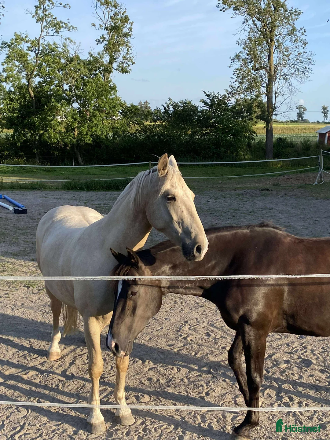 Akademiskt hästar till salu: Underbar valack  i Asmundtorp - Annons 2