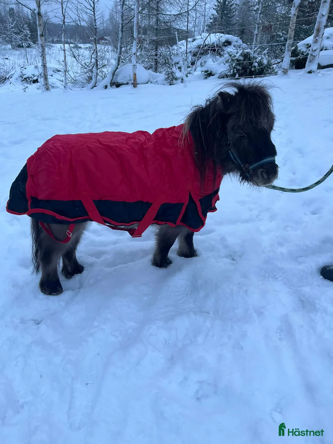 Allround hästar till salu: Shetlands ponny valack 3 år  - Annons 2