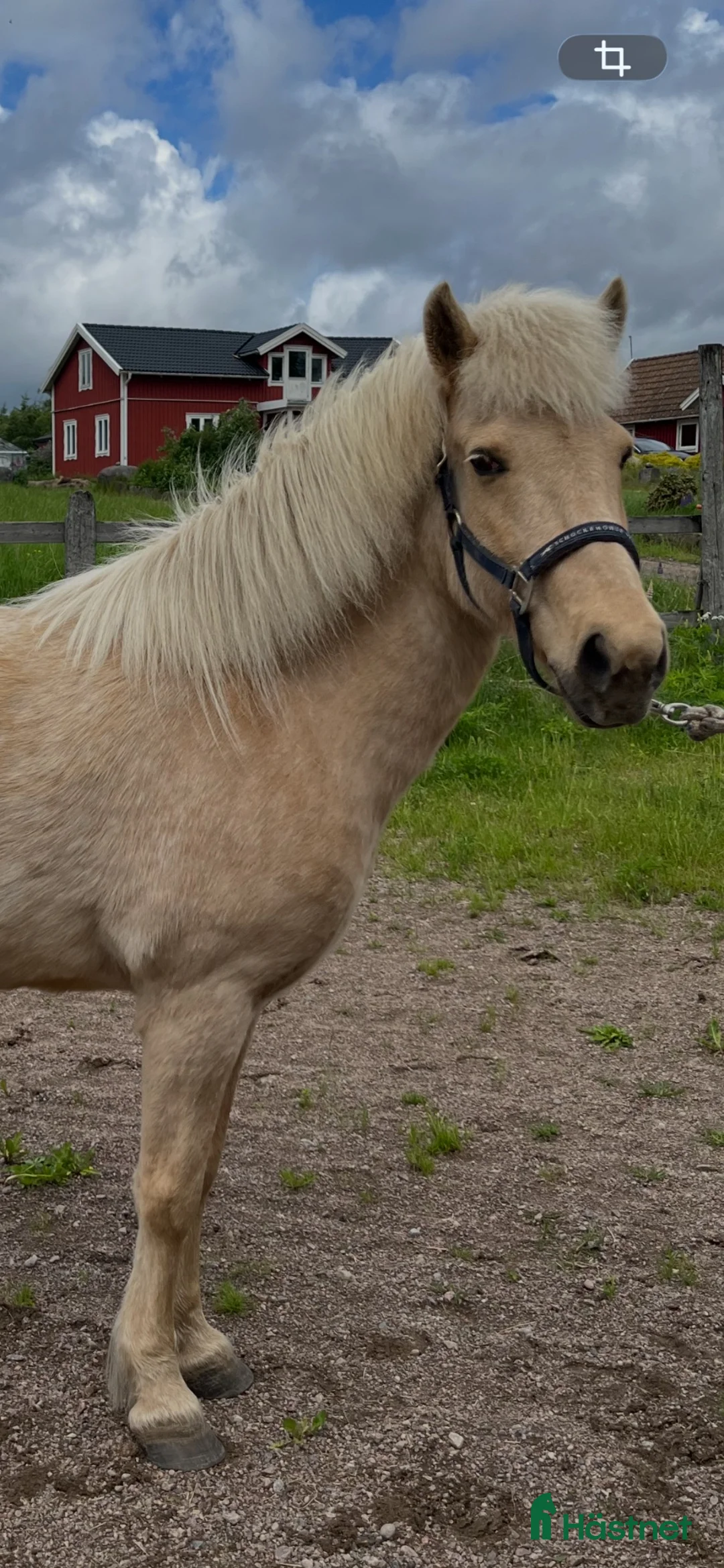 Island hästar till salu: Askurdotter - Annons 1