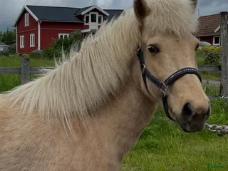 hästar Askurdotter - Annons 1
