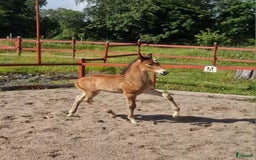 Allround hästar till salu: Vackert hingstföl i Perstorp - Annons 9