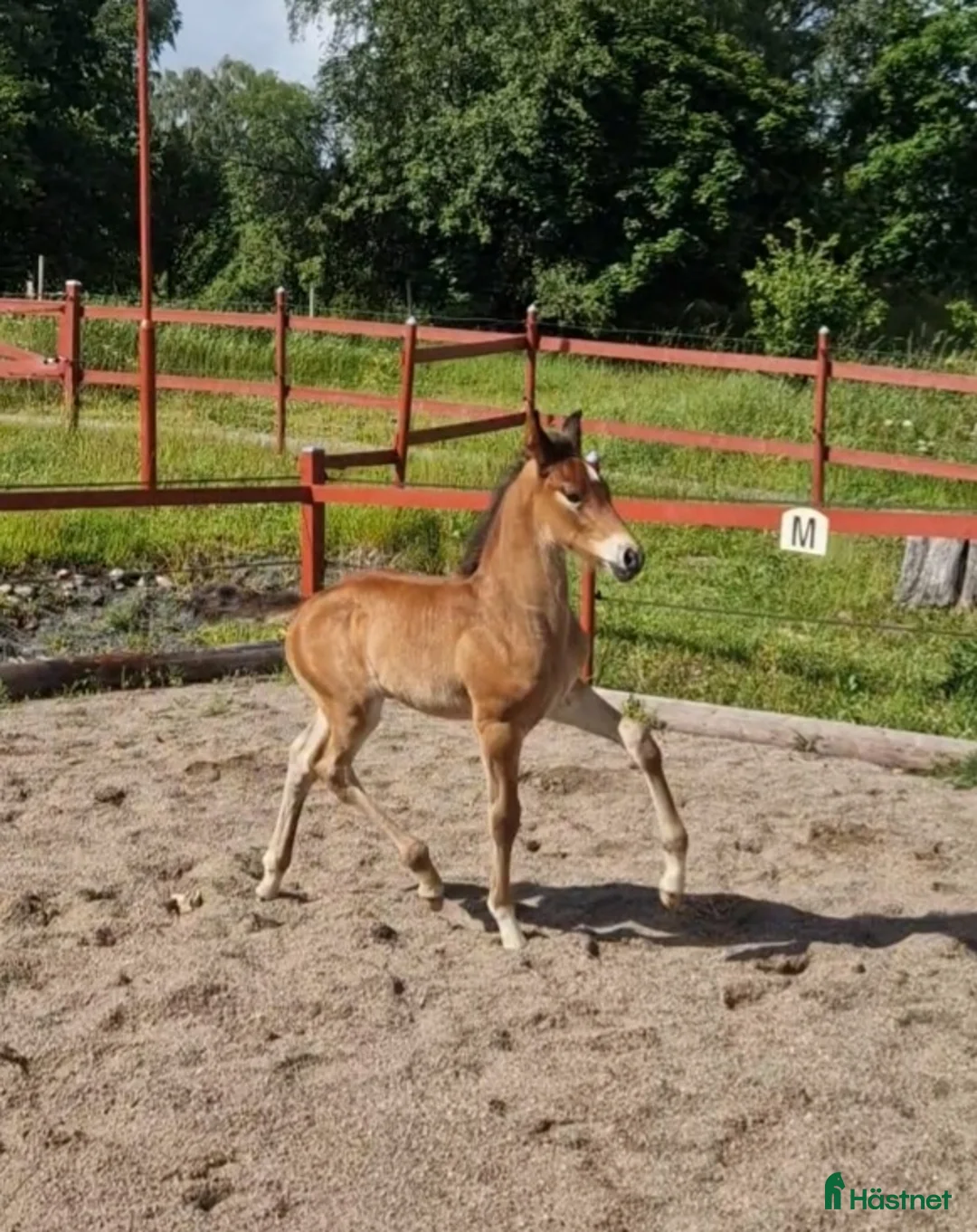 Allround hästar till salu: Vaquero  - Annons 9