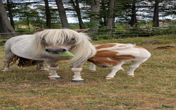 Avel hästar till salu: Minishetland  i Holmsjö - Bild 2