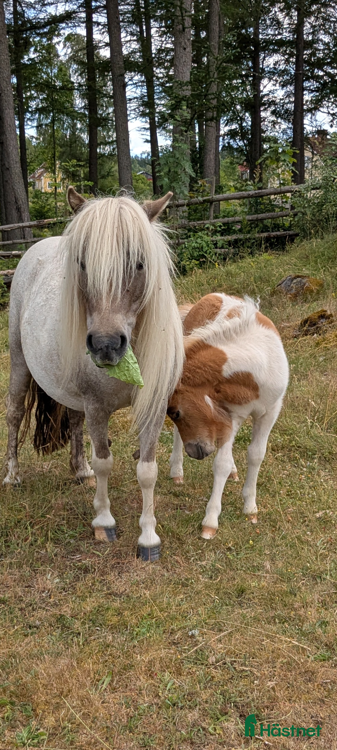 Avel hästar till salu: Minishetland  i Holmsjö - Bild 2