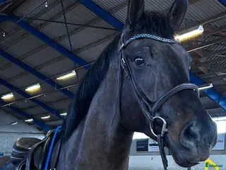 hästar grön kvalitetshäst med stor potential i Höllviken - Annons 13