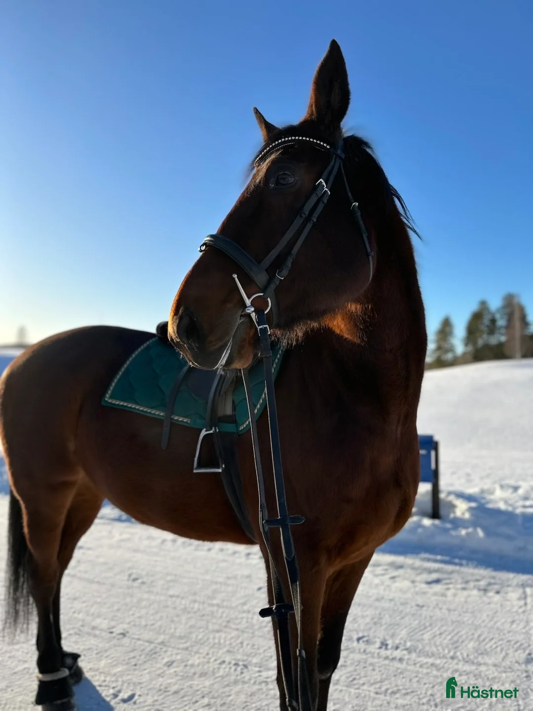 Dressyr hästar till salu: Säljer nu min bästa vän i Älvsbyn - Annons 1