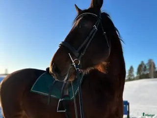 hästar Säljer nu min bästa vän i Älvsbyn - Annons 6