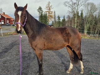 hästar Sto med utvecklingspotential i Ludvika - Annons 16