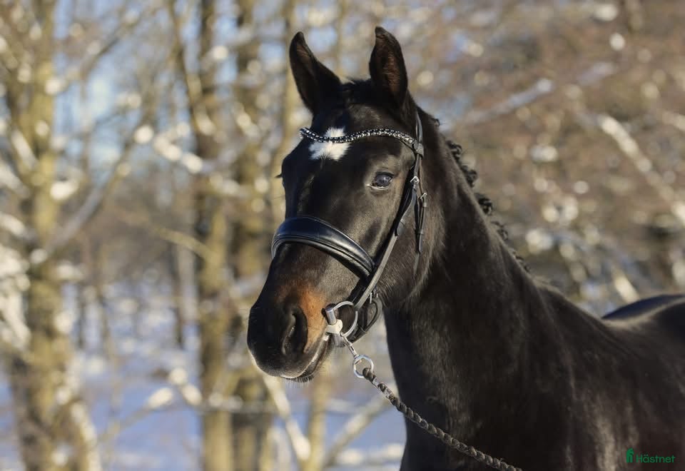  hästar  3-åring med kvalitet och bra temperament! - Annons 10