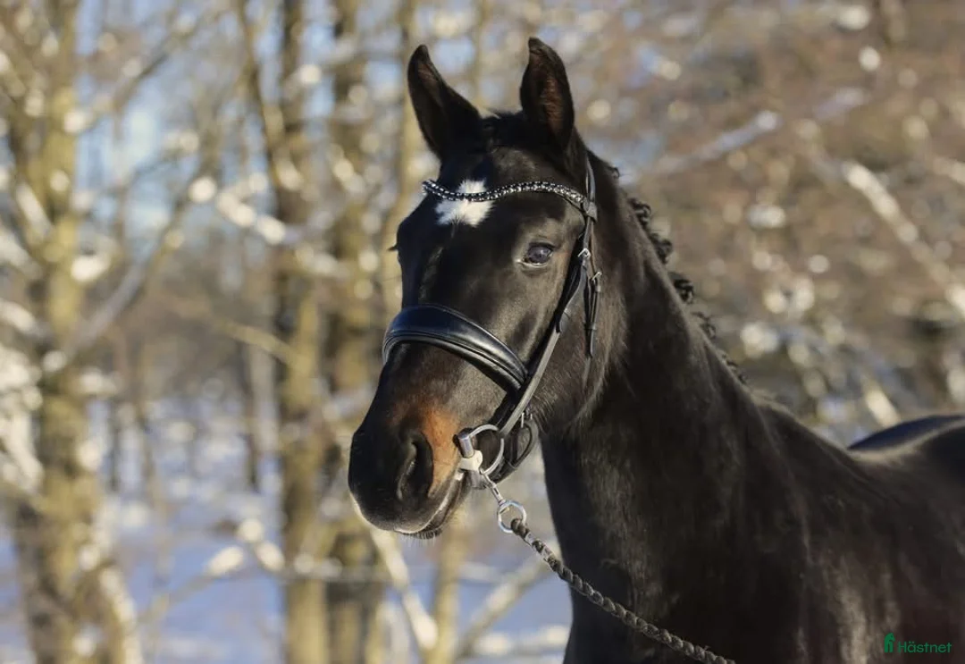 Dressyr hästar till salu:  3-åring med kvalitet och bra temperament! - Annons 1