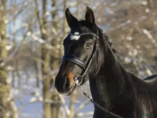 hästar 3-åring med kvalitet och bra temperament! - Annons 10