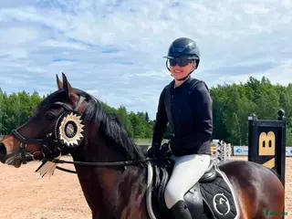 hästar Tävlingsponny kat C - Annons 12