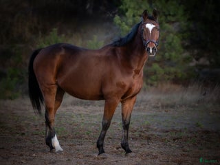 hästar Drömhästen - Annons 6