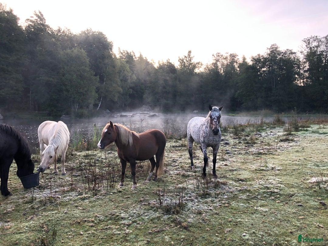 Allround hästar till salu: B-ponnyn Sune  i Kalmar - Annons 2