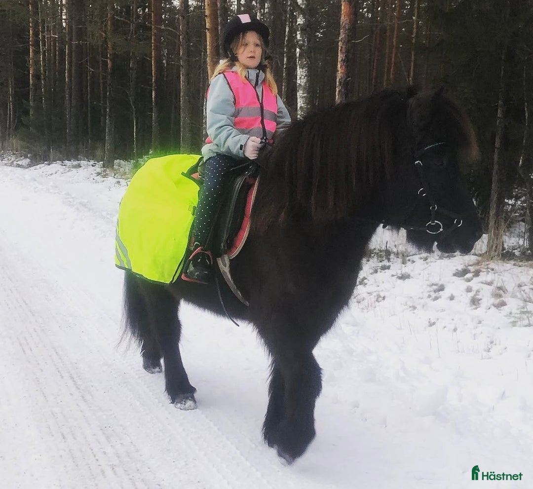 Allround hästar till salu: Islands valack  i Äppelbo - Annons 9