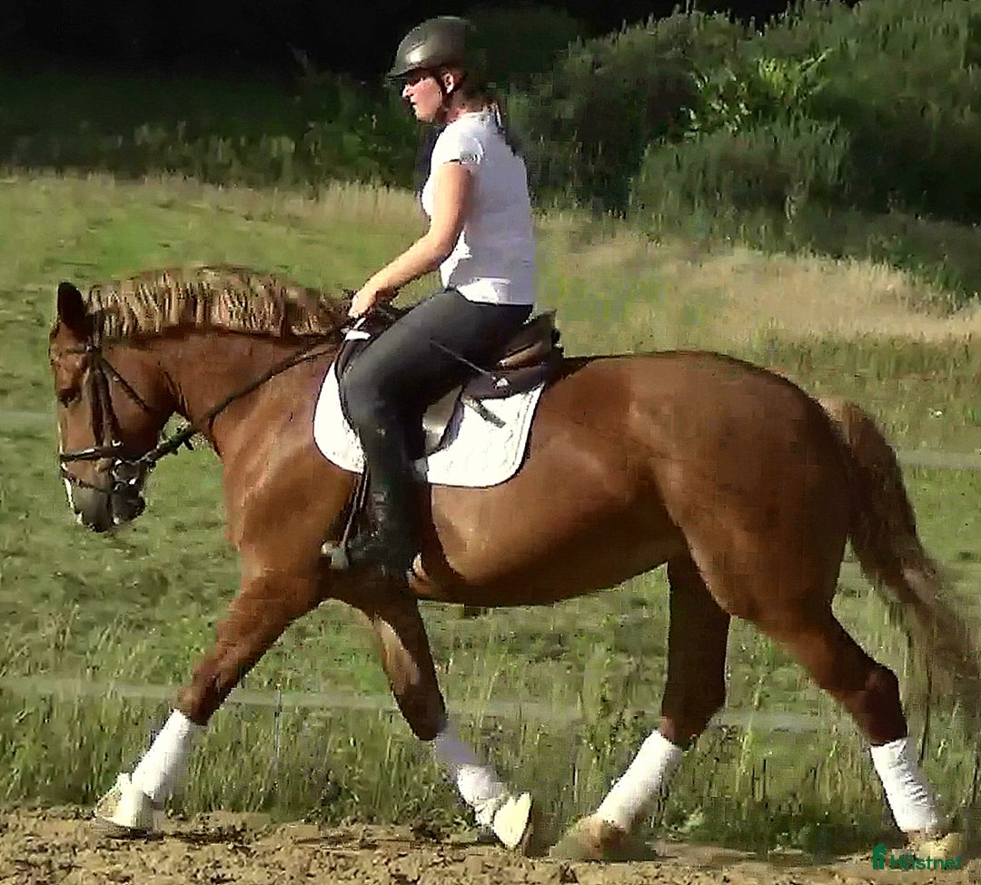 Allround hästar till salu: Fantastic bombproof Princess i Örsundsbro - Annons 1