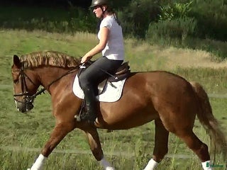 hästar Fantastic bombproof Princess i Örsundsbro - Annons 6