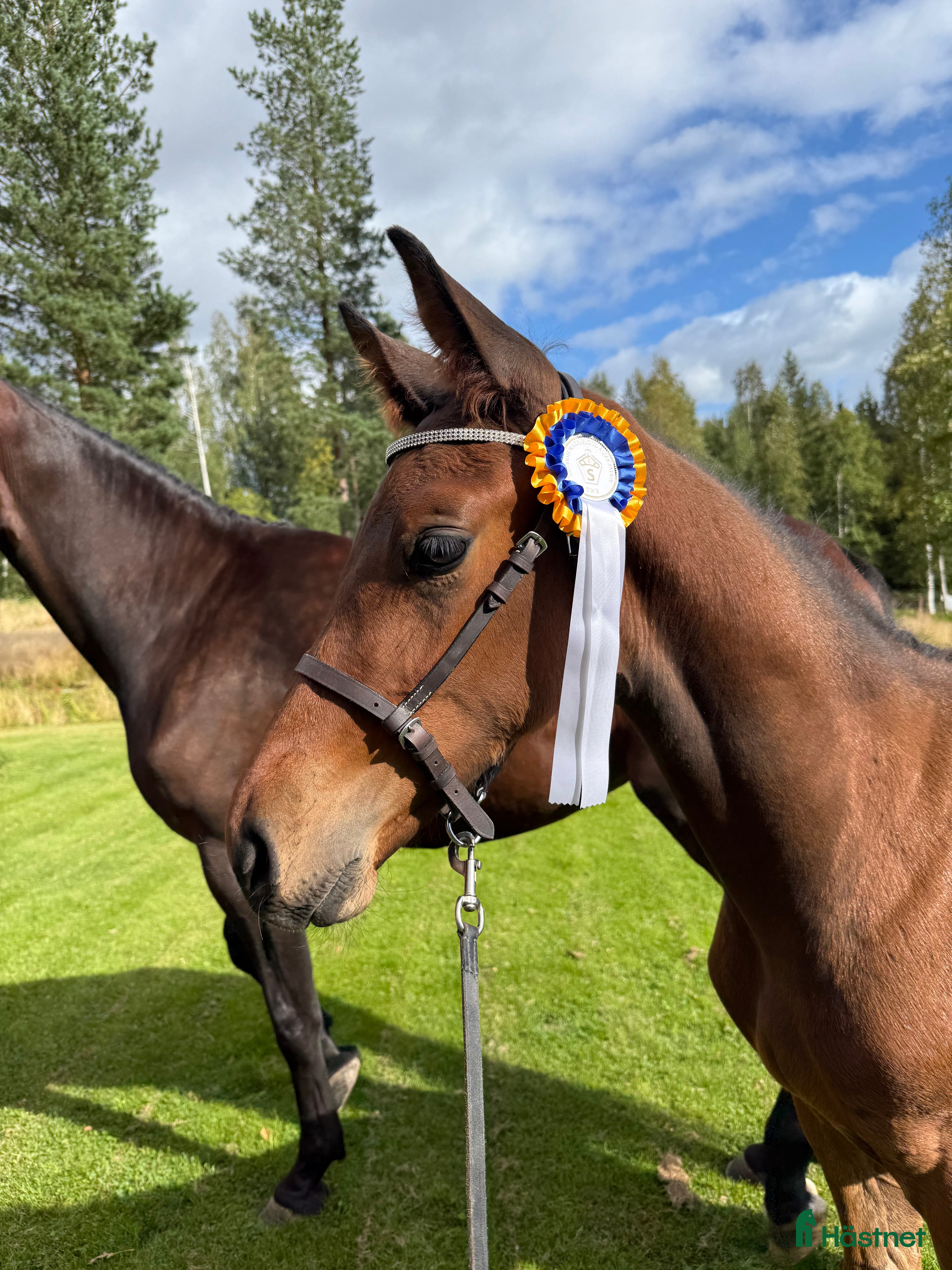  hästar Snygg kille för framtiden i Säter - Annons 15