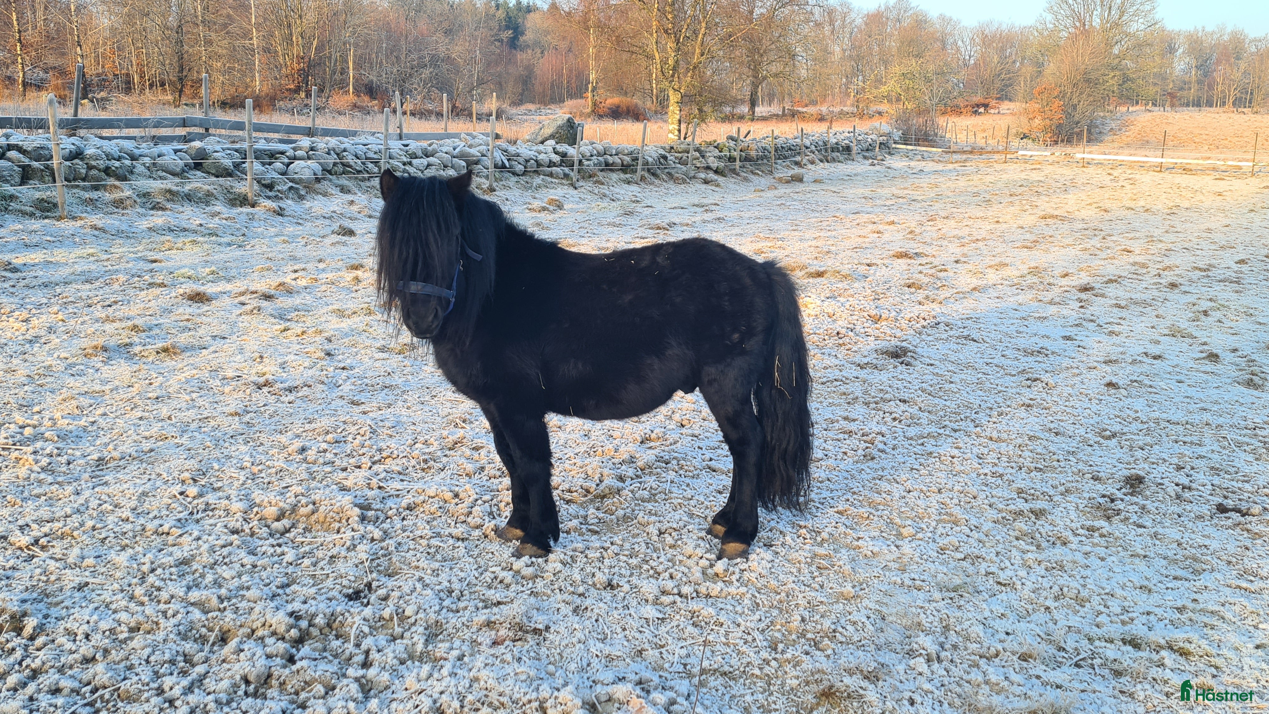  hästar Godkänd hingst säljes  i Oskarström - Annons 2
