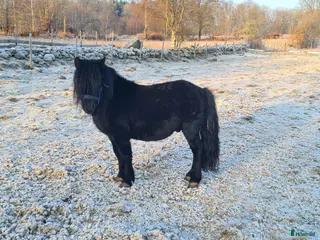hästar Godkänd hingst säljes i Oskarström - Annons 2