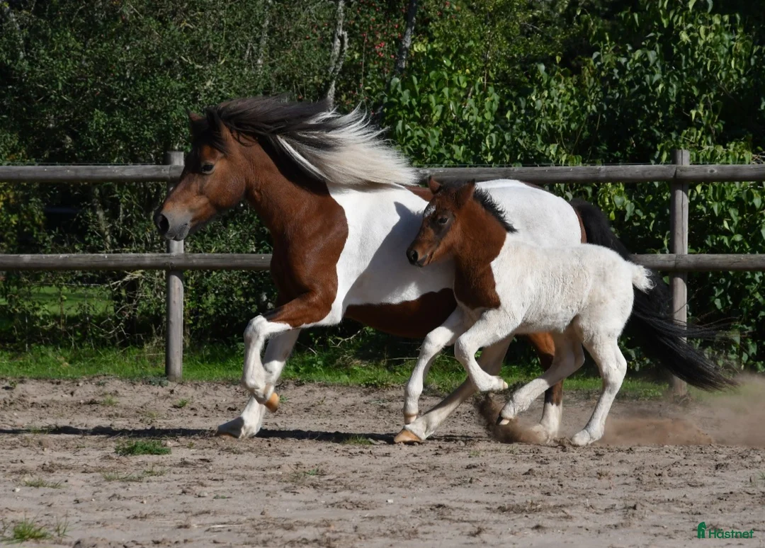 Island hästar till salu: Hingstföl med utstrålning! - Annons 4