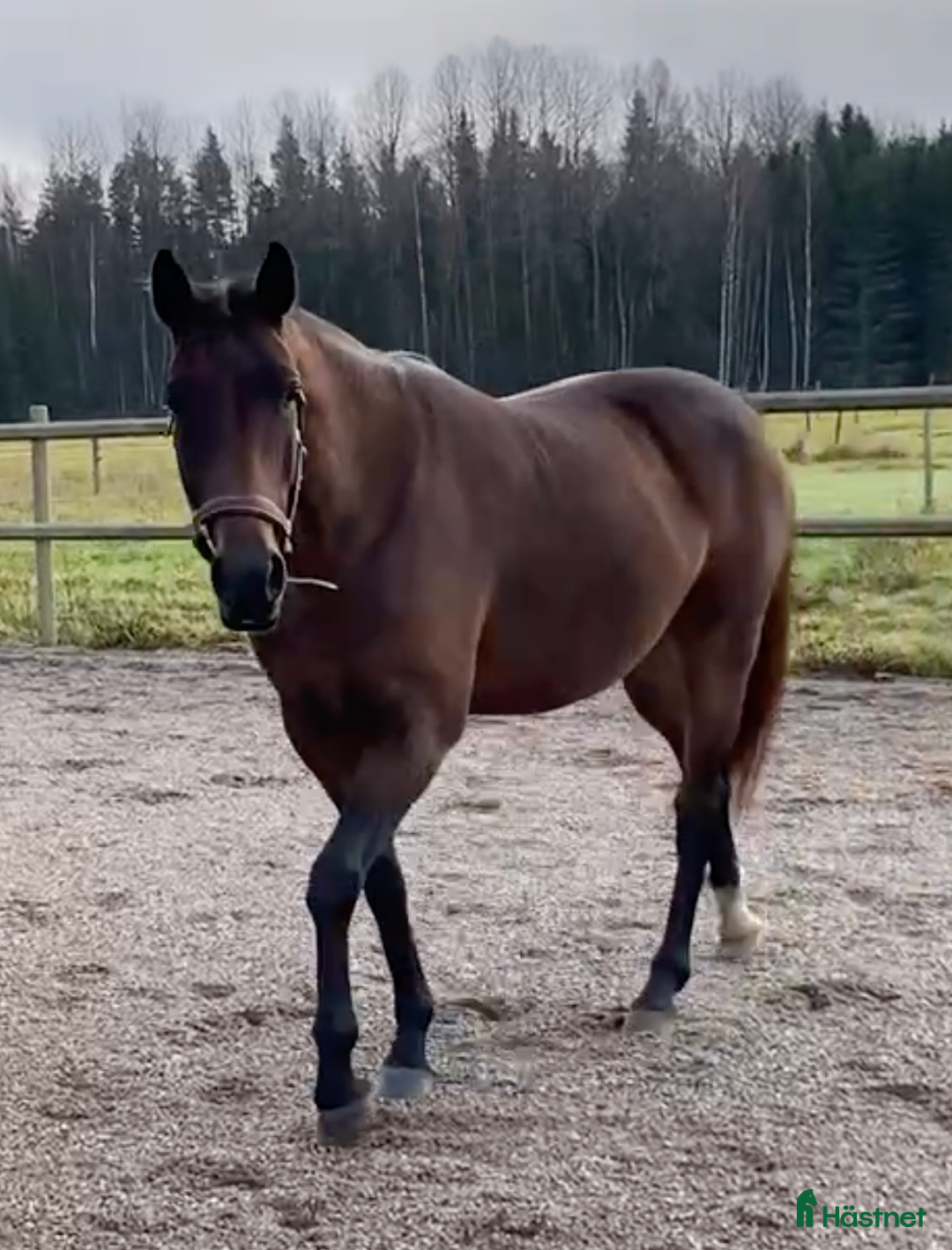 Avelshästar hästar till salu: Avelssto dräktig med Majestic Justice i Salbohed - Annons 5