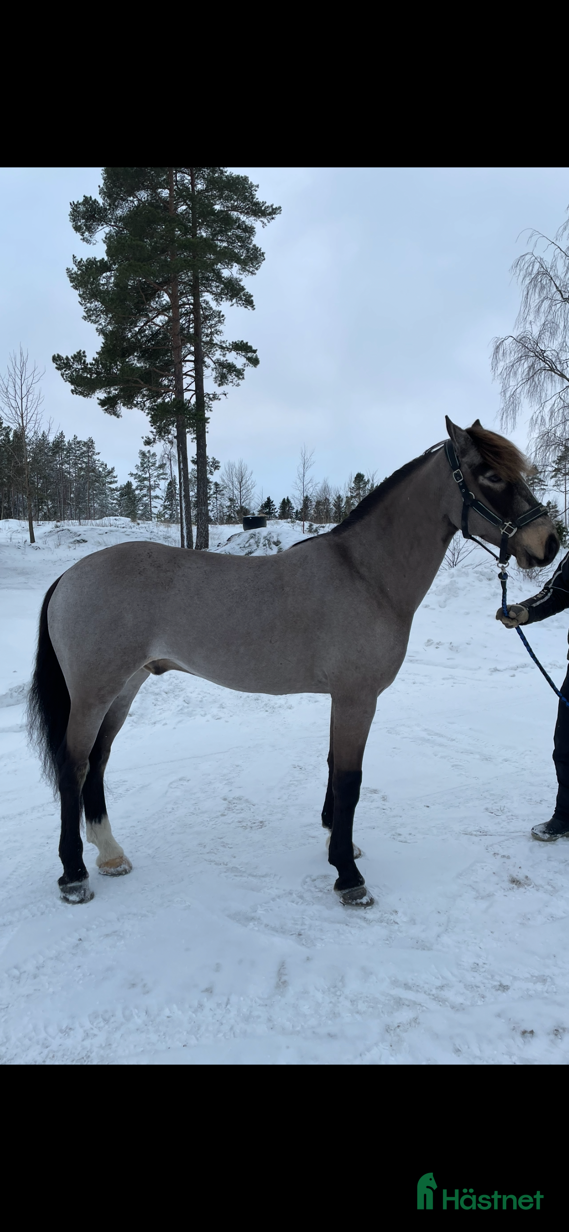  hästar Sportig kallblodsvalack i Sandöverken - Annons 3