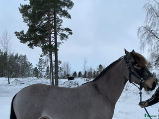 hästar Sportig kallblodsvalack i Sandöverken - Annons 8