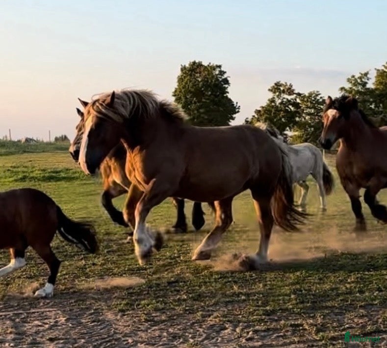  hästar Intressekoll underbar ardenner i Kumla - Annons 11