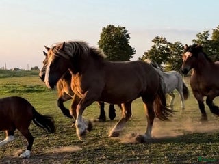 hästar Intressekoll underbar ardenner i Kumla - Annons 11
