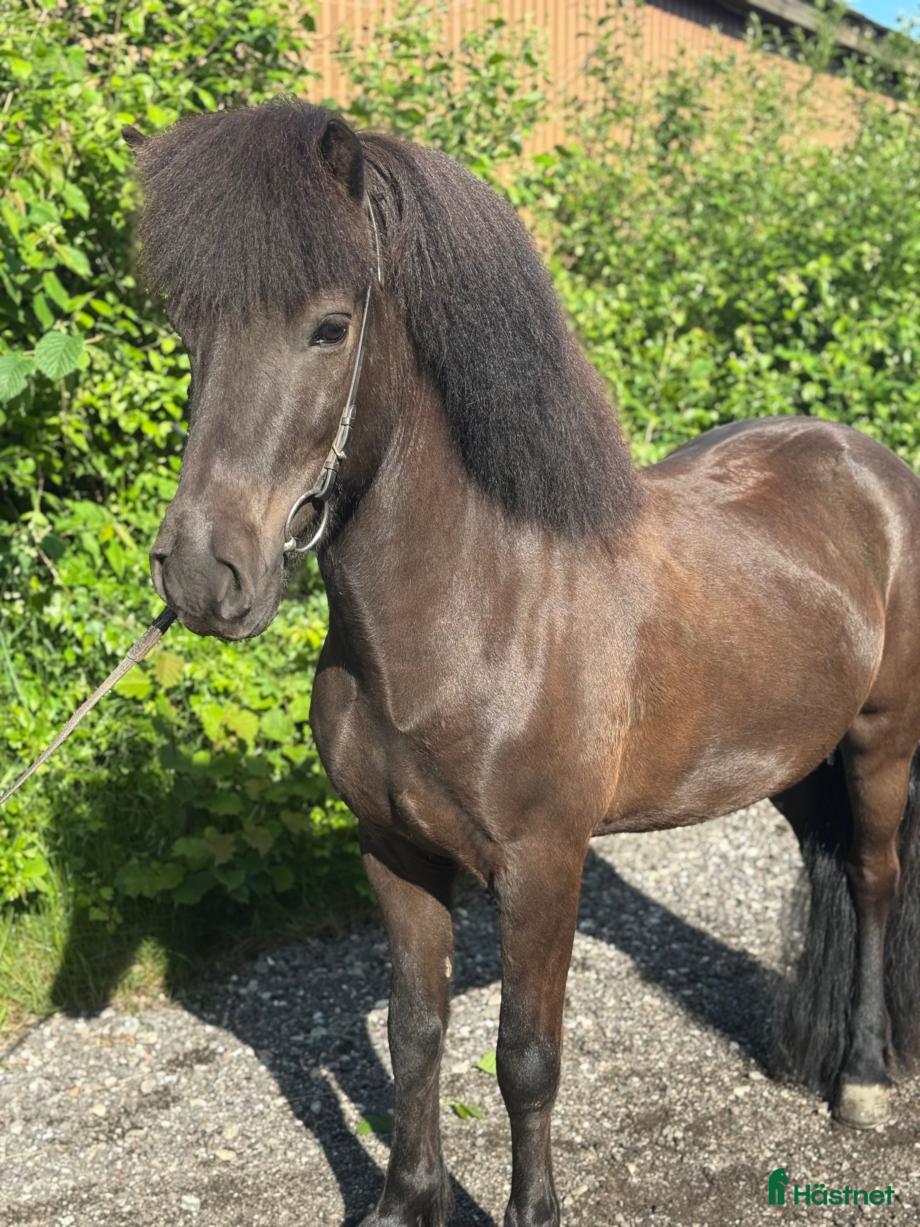  hästar Fantastisk vallak i Skanderborg - Annons 1