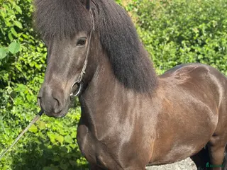 hästar Fantastisk vallak i Skanderborg - Annons 2