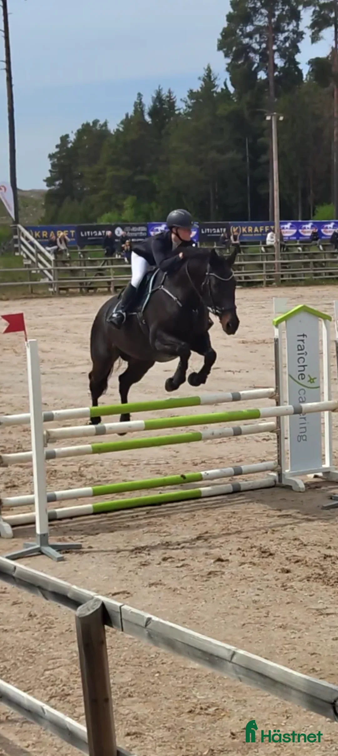 Hoppning hästar till salu: En bästa vän utan begränsningar  i Grisslehamn - Annons 4