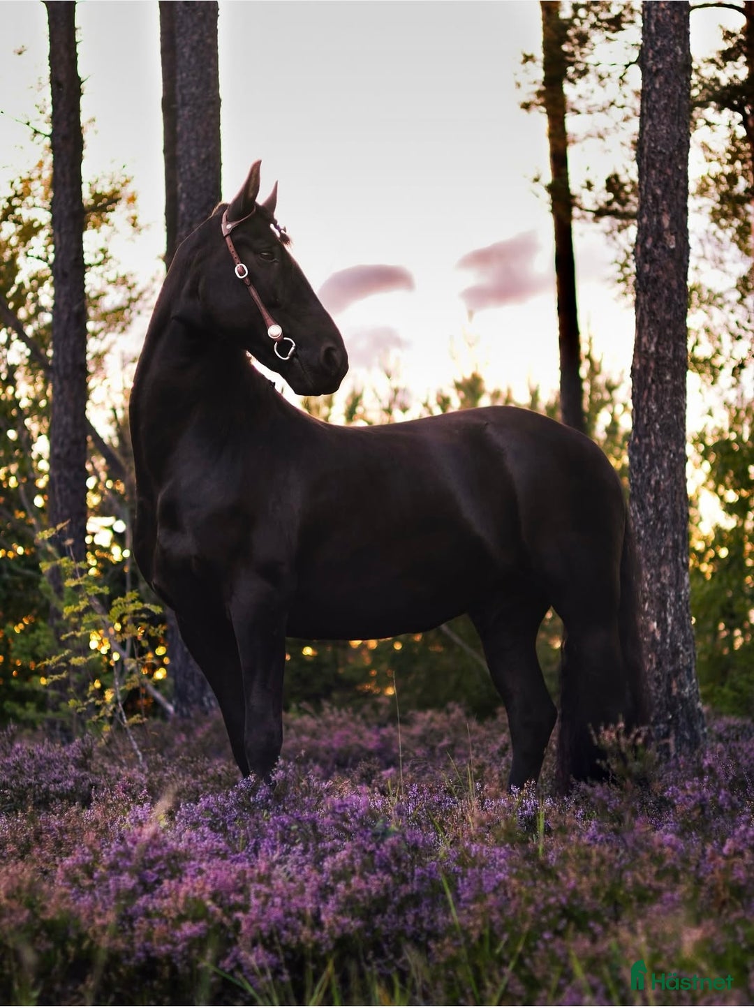 Allround hästar till salu: Trevlig frieser/hbl-valack i Vagnhärad - Annons 2