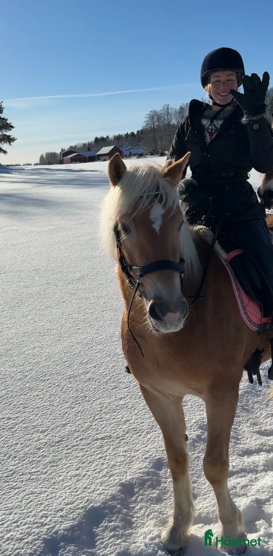 Allround hästar till salu: Fantastisk tjej att forma själv  i Bälinge - Annons 7