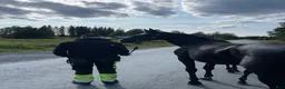 Dressyr hästar till salu: Trevligt och nätt sto  - Annons 3