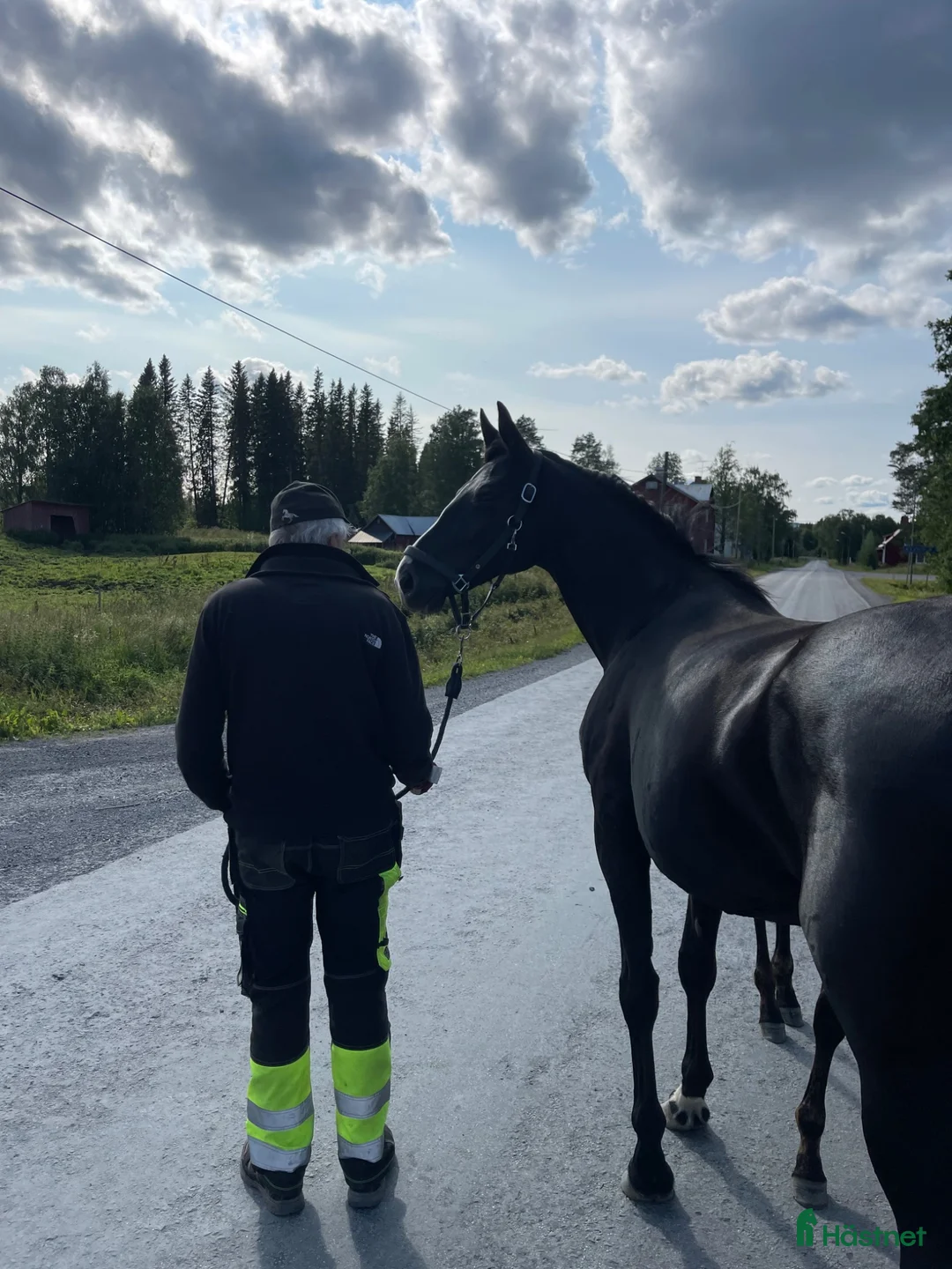 Dressyr hästar till salu: Trevligt och nätt sto  - Annons 3