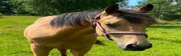 Western hästar till salu: DC Slidin On Sparks - Annons 6
