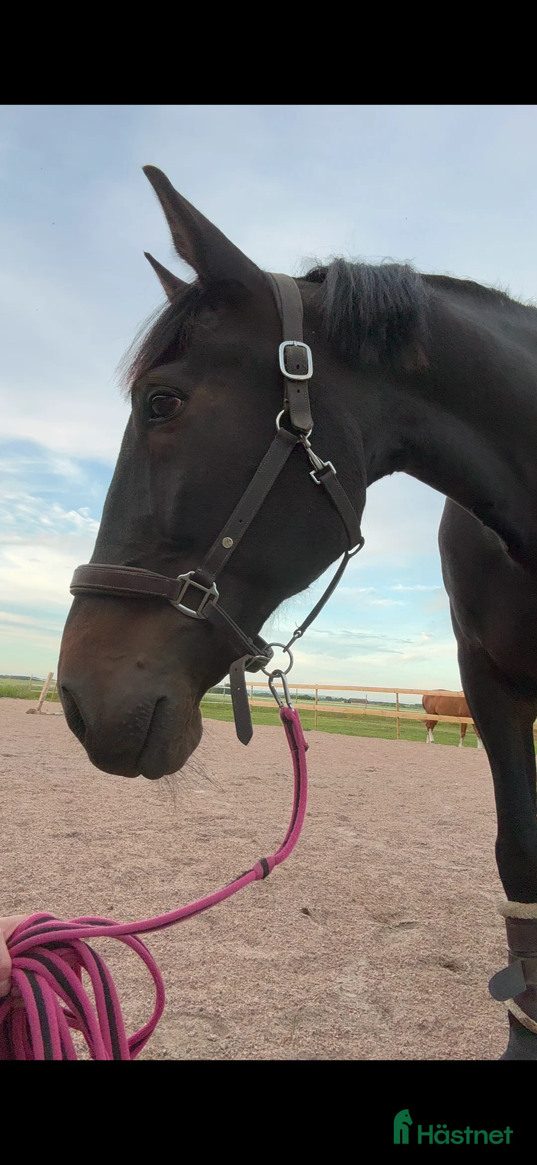 Allround hästar till salu: Supersnäll travare - Annons 2