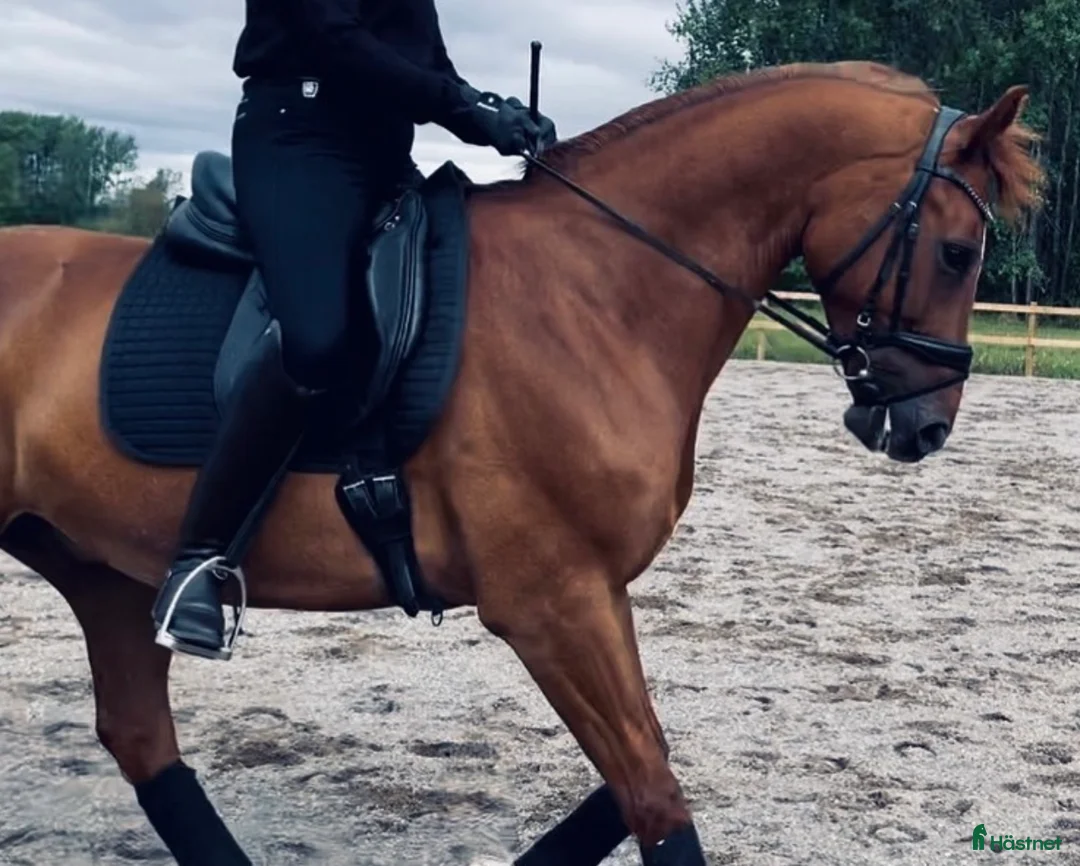 Allround hästar till salu: Lyxig hobbyhäst eller tävlingskompis i Surahammar - Annons 3