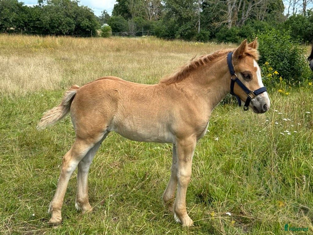 Allround hästar till salu: Blända, en mycket fin 1 åring! i Klintehamn - Bild 4