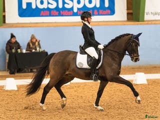 hästar Fantastisk FEI-ponny - Annons 8