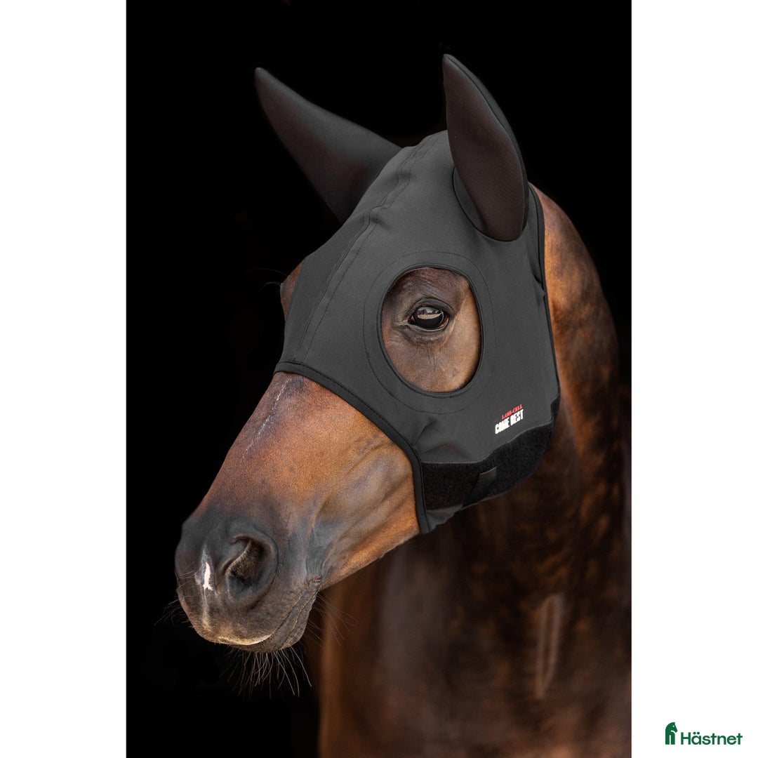 Övrig Hästutrustning hästutrustning till salu: NY anti stress luva med öron svart i Tumba - Annons 1