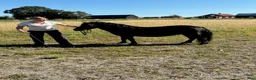 Övrigt hästar till salu: Shetlandsponny sto - Annons 3