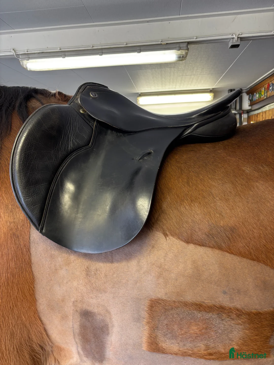Sadlar hästutrustning till salu: Kieffer Donau - Annons 1