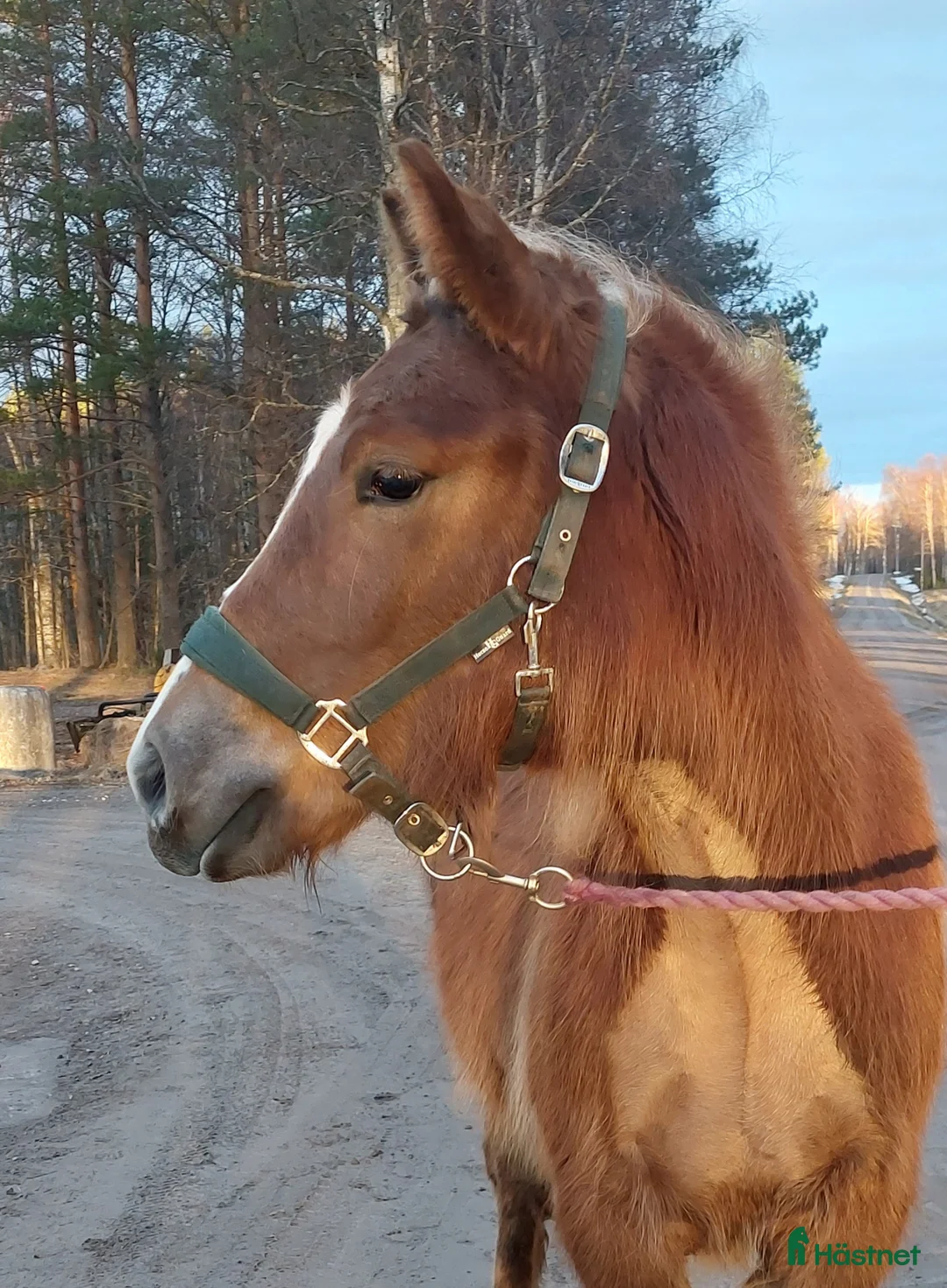 Allround hästar till salu: Nordsvensk brukshäst - Annons 1